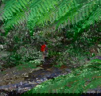 Goldsborough Valley Wooroonooran National Park - Accommodation Sydney