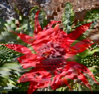 Inverawe Native Gardens - Accommodation Sydney