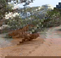 Karlkurla Bushland Park - Accommodation Sydney