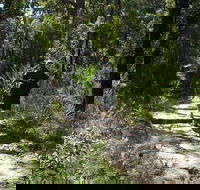 Karloo Walking Track - Accommodation Sydney