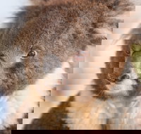 Kyabram Fauna Park - Accommodation Sydney