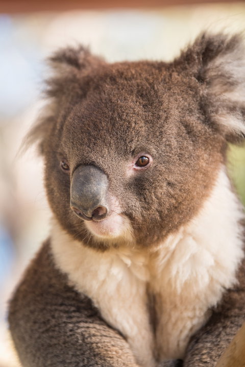 Kyabram Fauna Park - Sydney Resort 0