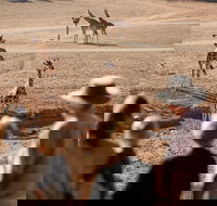 Monarto Safari Park - Accommodation Sydney