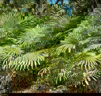 Mungo Rainforest Walk - Accommodation Sydney