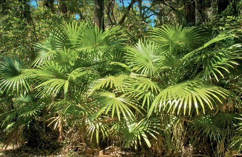 Mungo Rainforest Walk - Accommodation Sydney 0