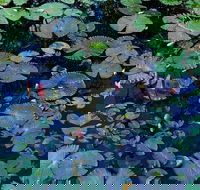 Pine Creek Water Gardens - Accommodation Sydney