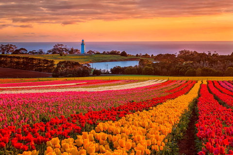 Table Cape - Accommodation Sydney 0