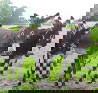 The Good Samaritan Donkey Sanctuary - Accommodation Sydney