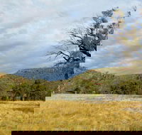 Weddin Mountains National Park - Accommodation Sydney