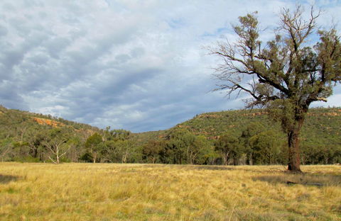 Weddin Mountains National Park - Accommodation Sydney 0