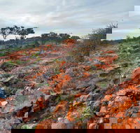 Western Ridge Walk - Accommodation Sydney