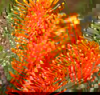 Wongan Hills Wildflowers - Accommodation Sydney
