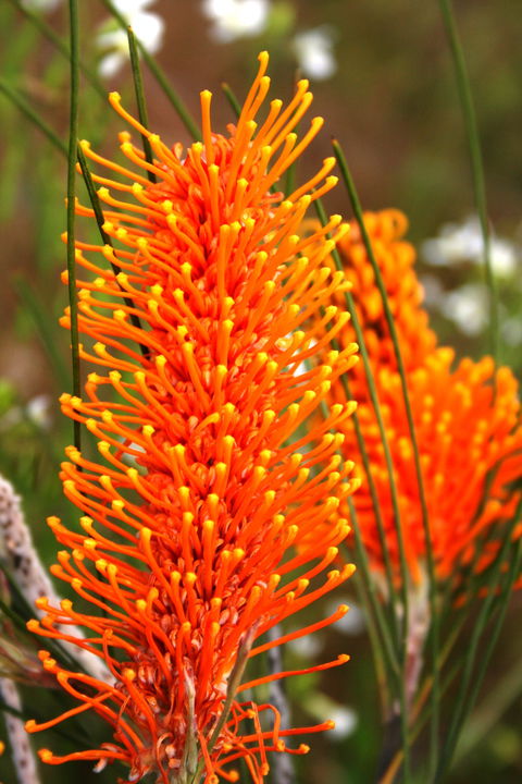 Wongan Hills Wildflowers - Accommodation Sydney 0