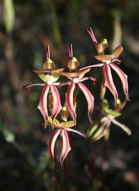 Wongan Hills Wildflowers - Accommodation Sydney 1