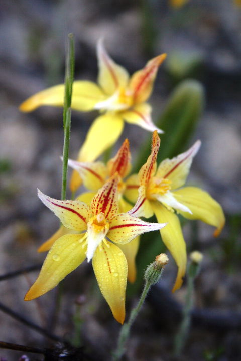 Wongan Hills Wildflowers - Accommodation Sydney 2