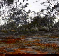 Woylie Walk Dryandra Woodland - Accommodation Sydney