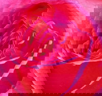 Abandon Stress Mobile Massage - Accommodation Sydney