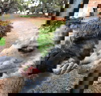 Alpaca Farm Experience at Crookwell - Accommodation Sydney