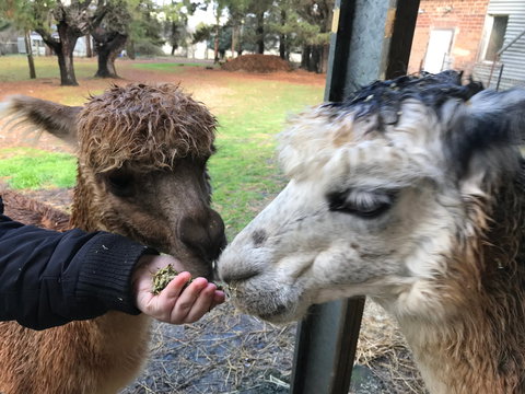 Alpaca Farm Experience At Crookwell - Sydney Resort 0