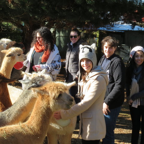 Alpaca Farm Experience At Crookwell - Sydney Resort 2