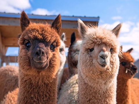 Animal Farm Visit - Accommodation Sydney 0