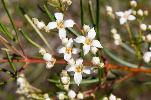 Banksia Track, Burrum Coast National Park - Sydney 4u 2