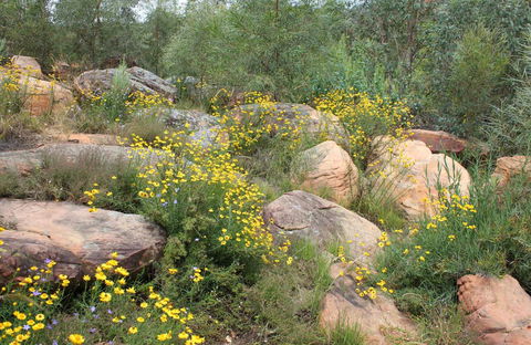 Ben Hall's Cave Walking Track - Accommodation Sydney 0
