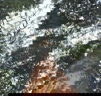 Bird Tree and Benaroon - Sydney Resort