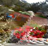 Blue Hills Berries and Cherries - Accommodation Sydney
