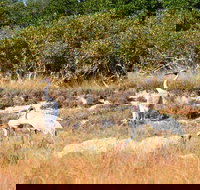 Cape Keraudren Nature Reserve - Accommodation Sydney