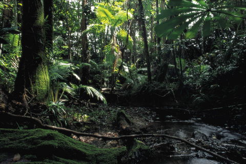 Cape Tribulation, Daintree National Park - Sydney 4u 2