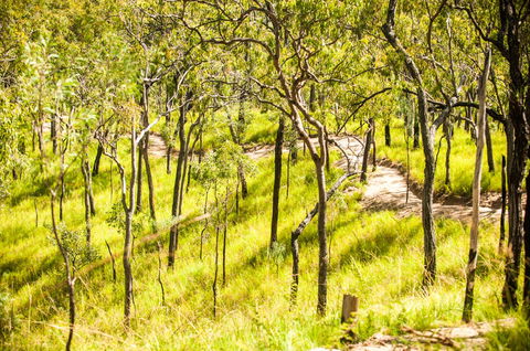 Davies Creek Mountain Bike Park - Sydney 4u 0