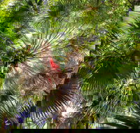 Depot Beach Rainforest Walk - Sydney 4u