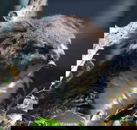 Gorge Wildlife Park - Sydney Resort