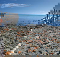 Hamelin Pool Stromatolites - Sydney 4u