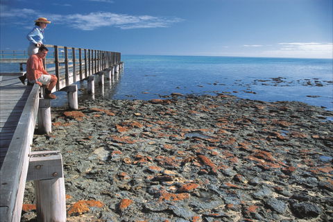 Hamelin Pool Stromatolites - Sydney 4u 0