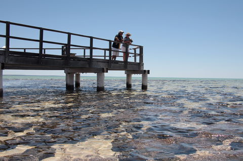 Hamelin Pool Stromatolites - Sydney 4u 1