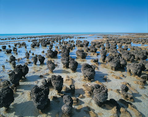 Hamelin Pool Stromatolites - Sydney 4u 2