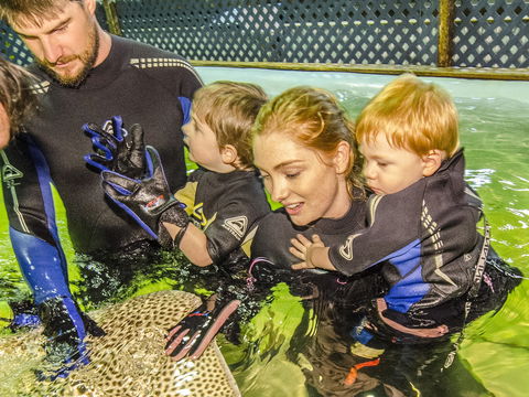 Irukandji Shark And Ray Encounters - Sydney 4u 1
