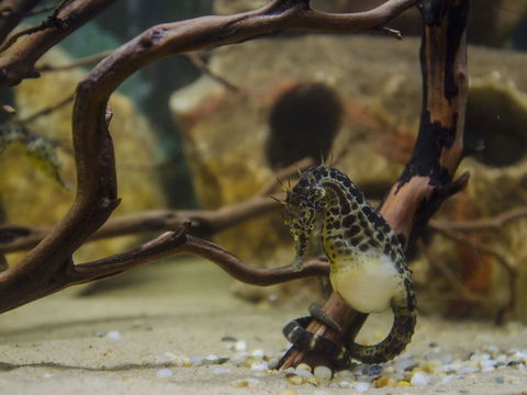 Irukandji Shark And Ray Encounters - Sydney 4u 2