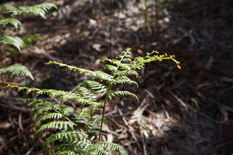 Langwarrin Flora And Fauna Reserve Walking Trails - Sydney 4u 0