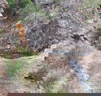 Mill-bullah Walking Track - Accommodation Sydney