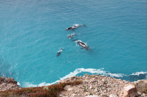 Nullarbor National Park - Sydney 4u 0
