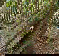 Palm Forest Walking Track - Accommodation Sydney