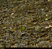 Potoroo Falls picnic area - Accommodation Sydney