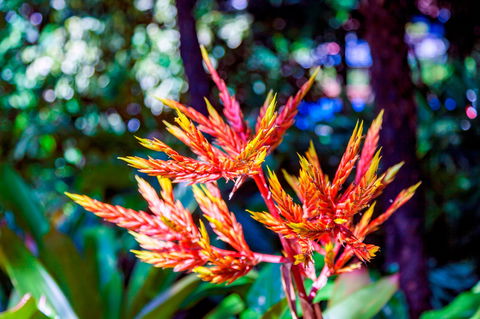 Queens Gardens - Sydney 4u 2