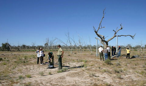 Sturt's Tree Walk - Accommodation Sydney 0