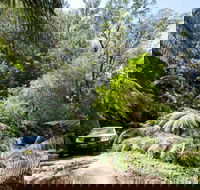 Wadbilliga Road drive - Accommodation Sydney