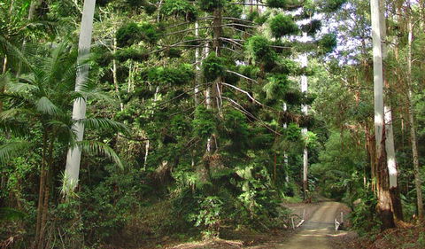 Way Way Creek Road Drive - Sydney 4u 0