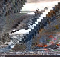 Wirrimbirra Sanctuary - Accommodation Sydney